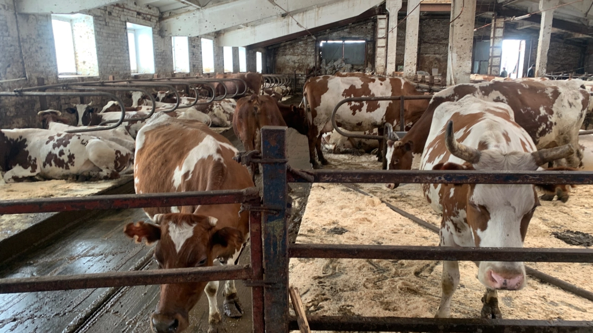 Ветеринары в Московской области привили от болезней почти 1,8 миллиона животных