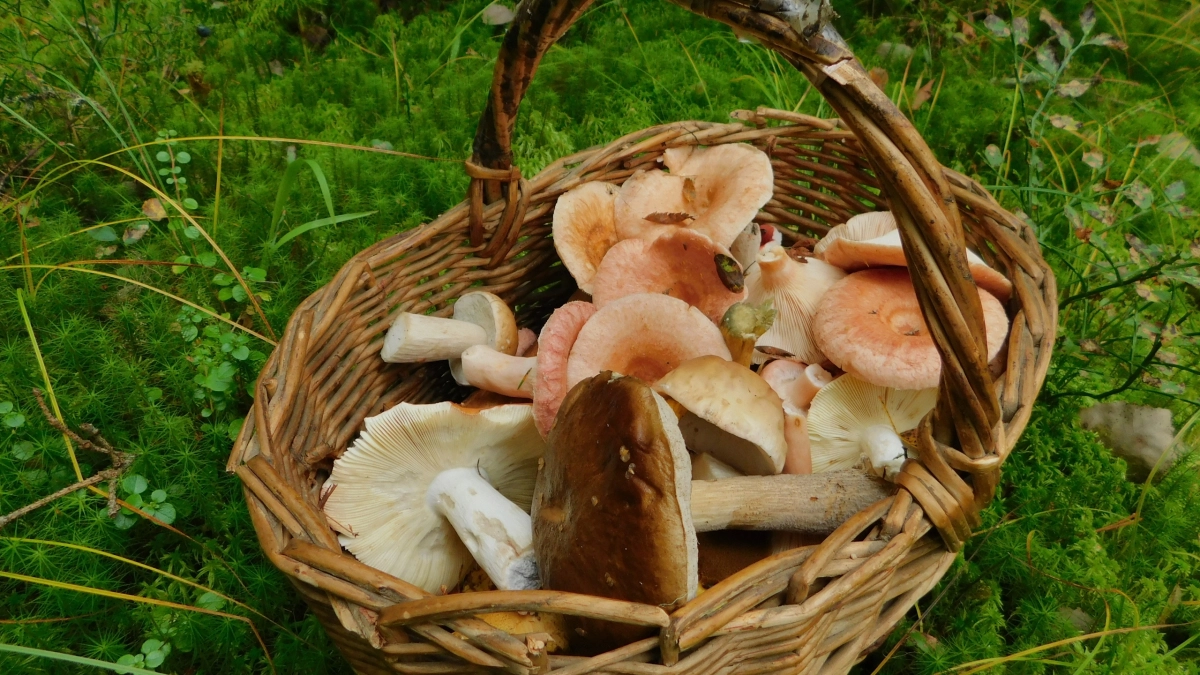 Жителям Подмосковья запретили собирать краснокнижные грибы с 1 сентября