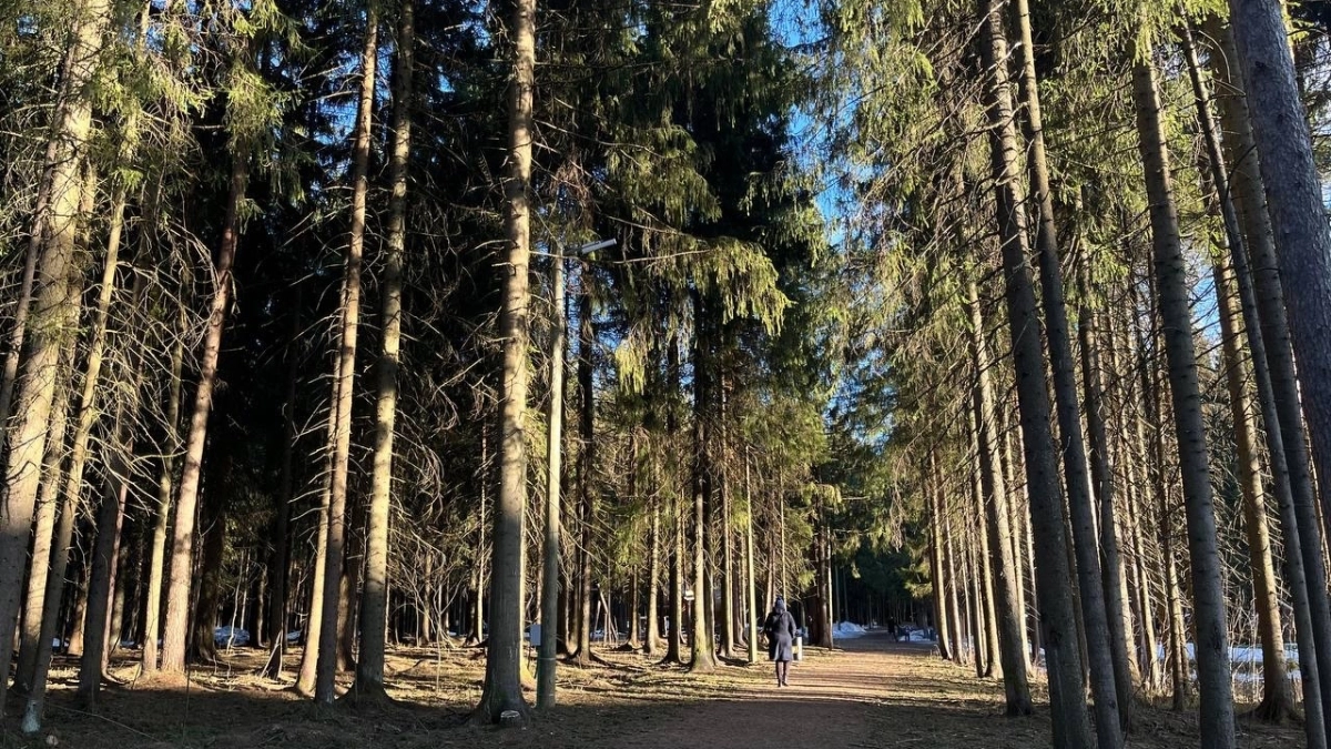 В Московской области ожидается до +12 градусов: погода в регионе 20 марта