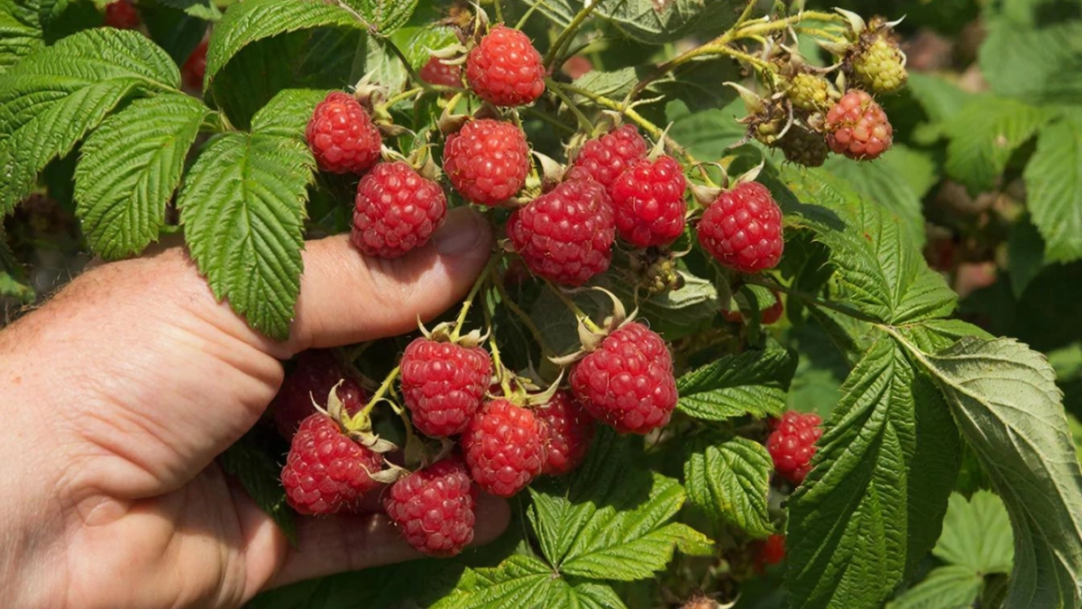 2 ложки на 10 литров — и малина размером с сливу: урожай собирают реально ведрами до заморозков