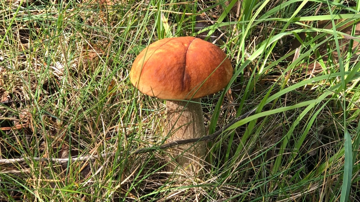 В Подмосковье введут штрафы за сбор редких грибов с 1 сентября 2026 года