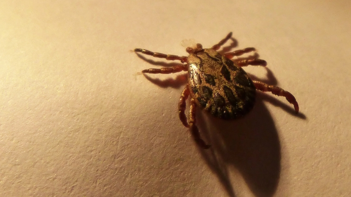 Какая группа крови привлекает клещей: результаты исследования вас могут слегка удивить