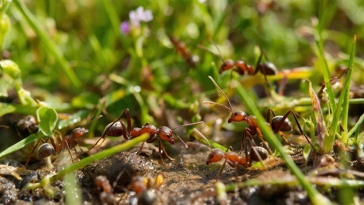 Всего одна ложка в лейку - и муравьи сбегут с участка: совет от ярославской дачницы