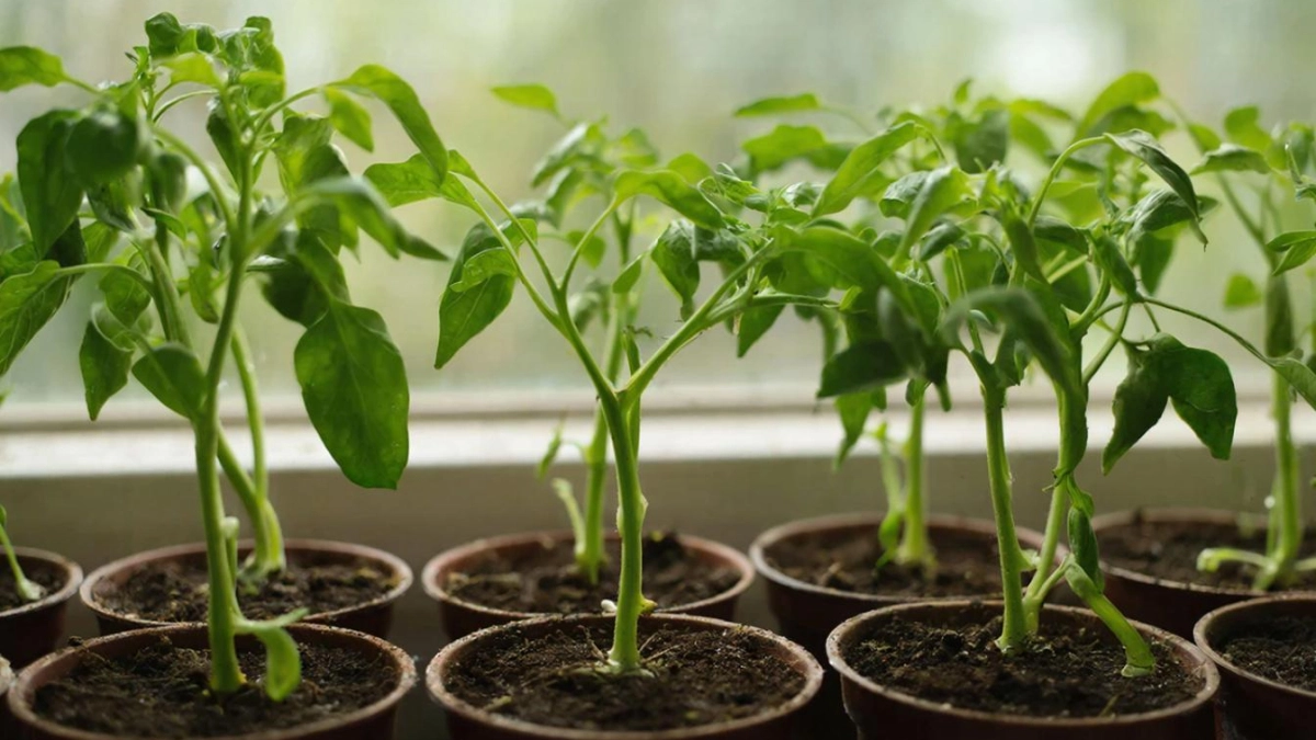 Сладкие перчики растут по часам от такой подкормки — 1 рецепт насытит калием и фосфором