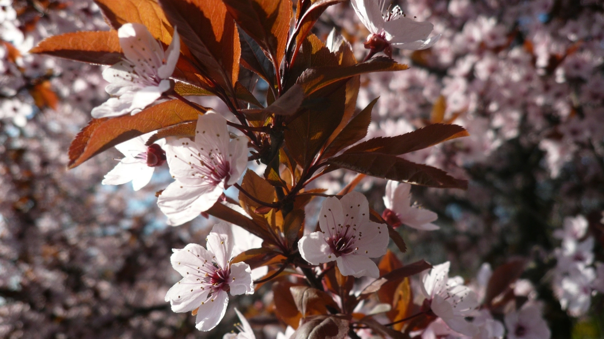 В каких регионах России ожидается аномально тёплая погода - весна наступит внезапно