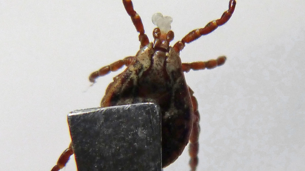 Сажаю этот цветок на участке каждый год: клещи бегут как от огня