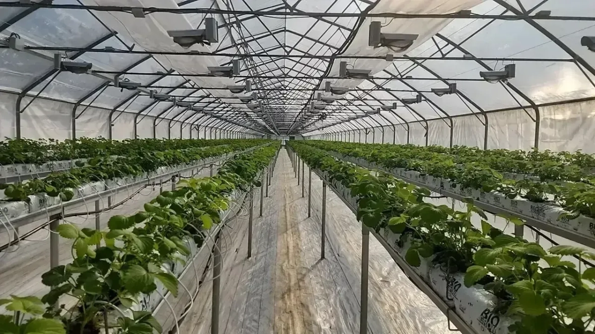 В Наро-Фоминском округе вырастили первый урожай клубники и малины