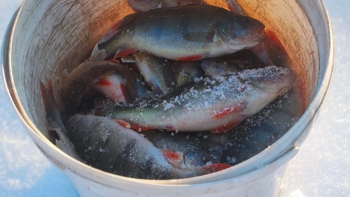 В Подмосковье вводят ограничения для рыбаков из-за весеннего нереста