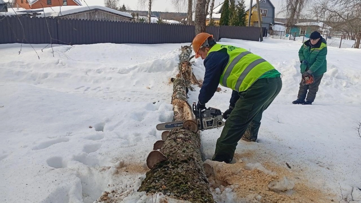 В Подмосковье с начала года убрали почти 1,5 тысячи аварийных деревьев