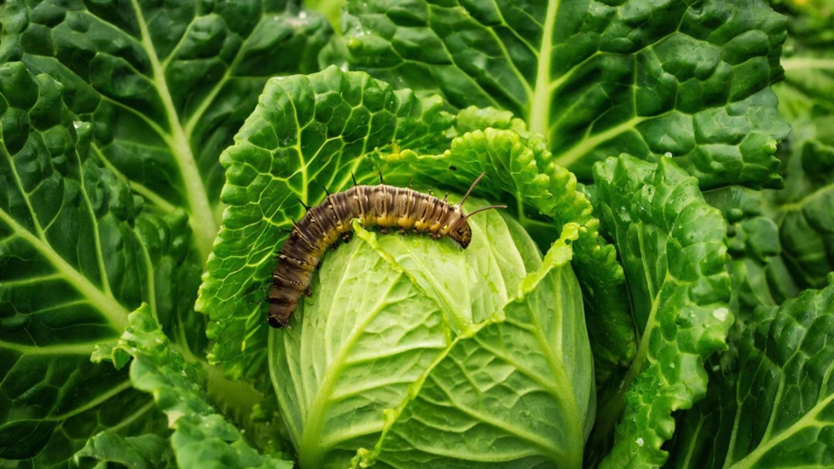Как избавиться от листовёртки весной? 5 шагов от эксперта спасут ваш урожай