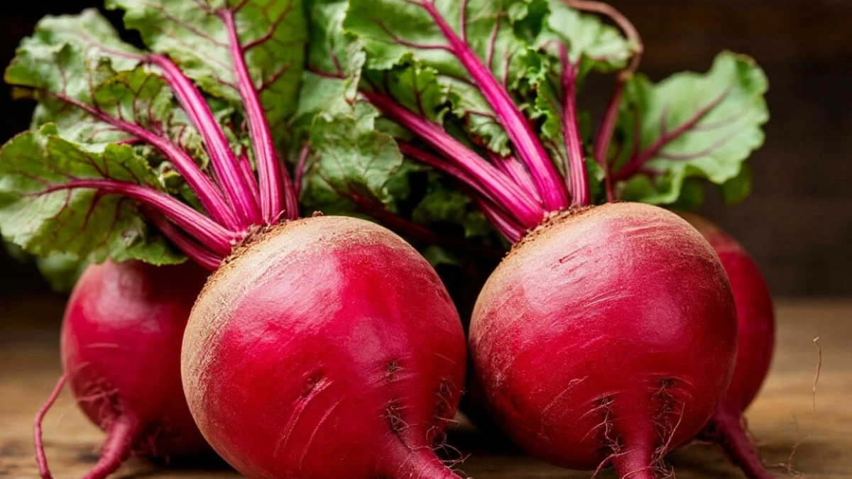 Аграрии Московской области подвели итоги урожайности корнеплодов