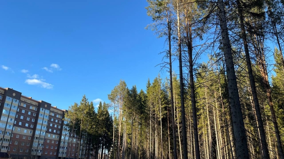 В Московской области ожидается потепление до +14 градусов: погода в регионе 26 марта