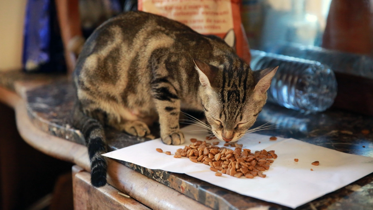 4 табу в кормлении кошек сухим кормом: проверьте, не нарушаете ли вы их