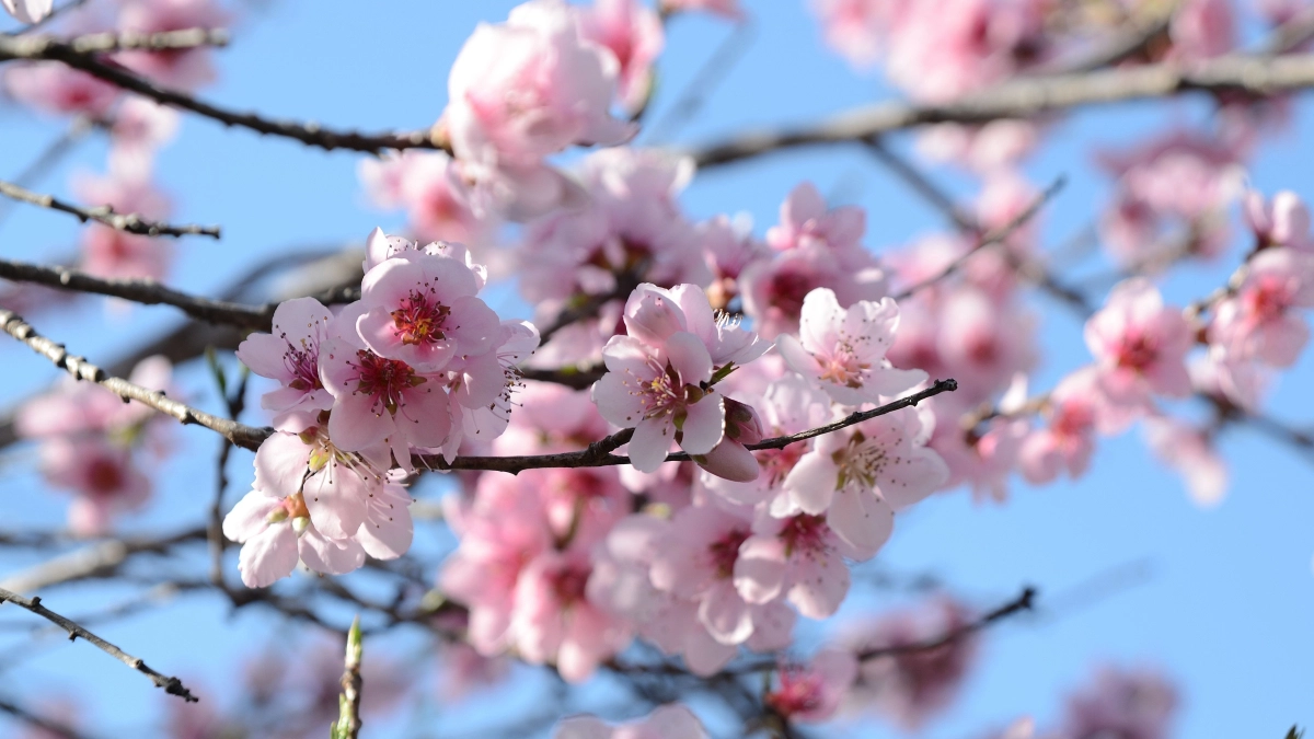 Лето наступит раньше чем ждали: какой будет погода в России в апреле