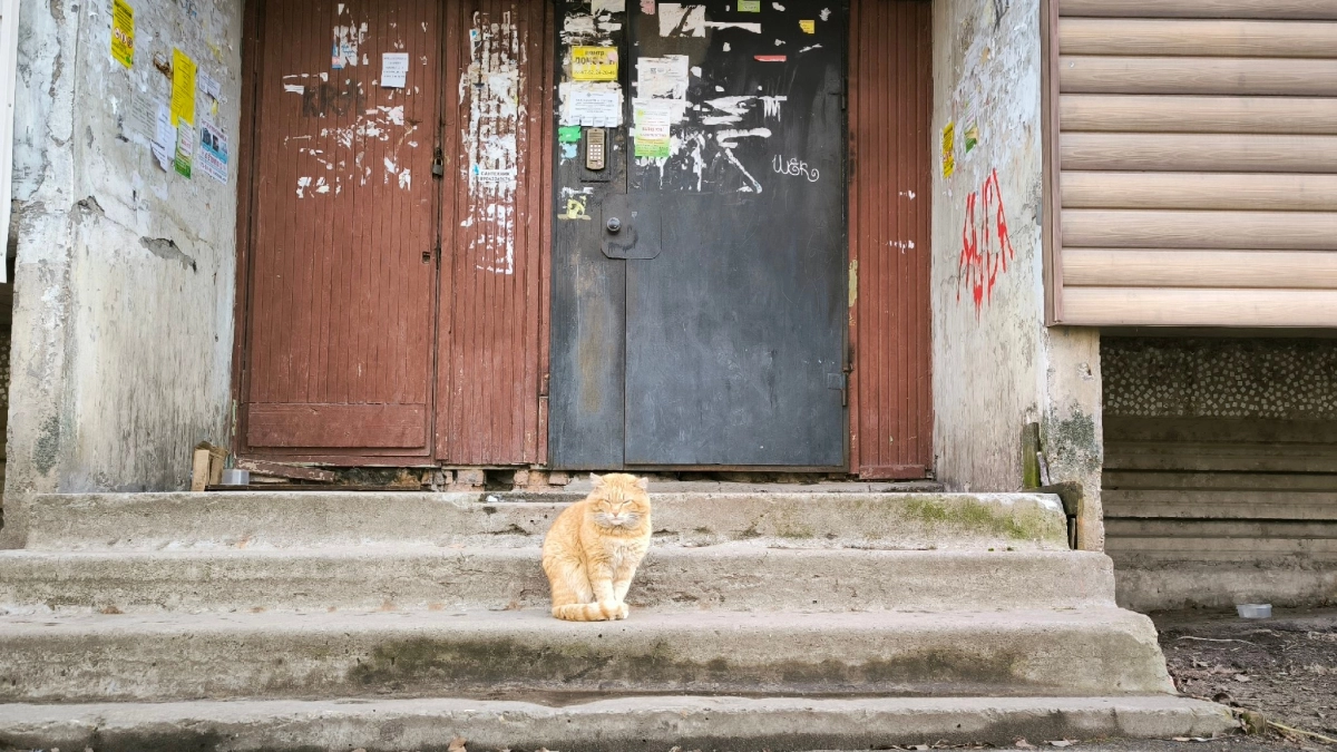 Кот Жорик из Подмосковья преодолел 65 километров за 9 дней, чтобы воссоединиться с хозяевами