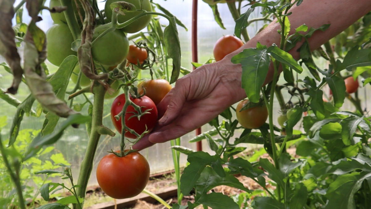 В Московской области аграрии собрали более 33 тысяч тонн тепличных овощей с начала года