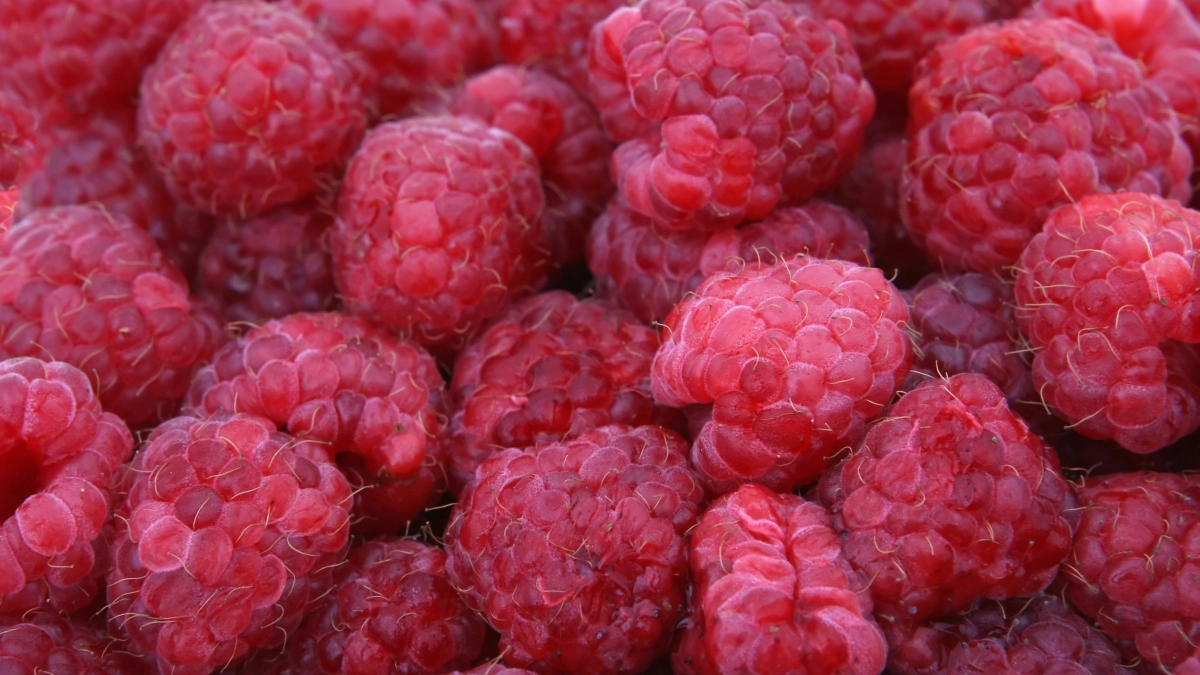 2 ложки на 10 литров — и малина размером с клубнику: урожай собирают ведрами до заморозков