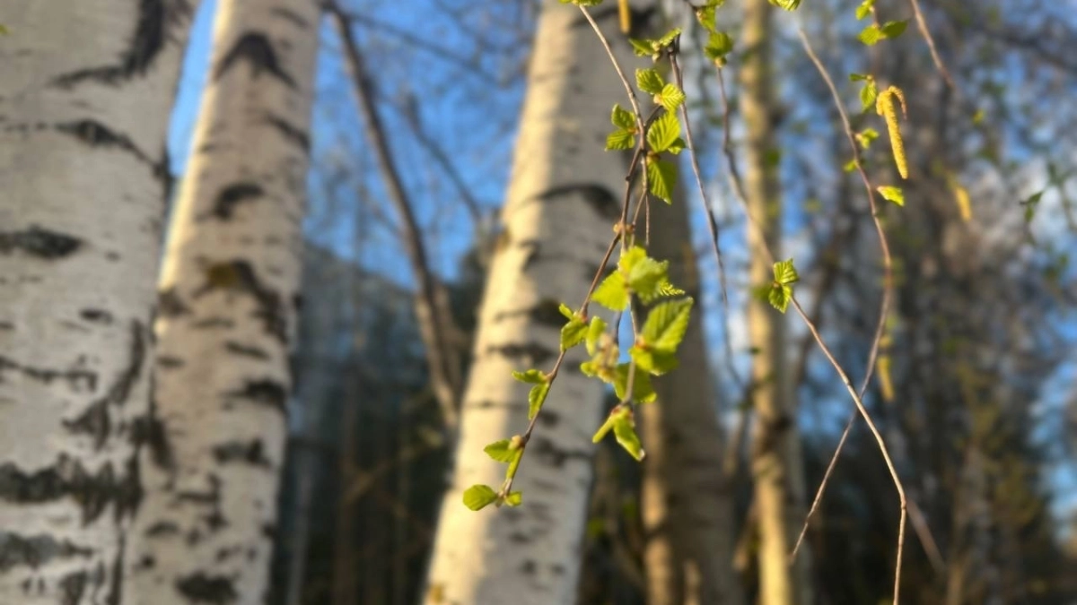 Прогноз погоды в Московской области на 28 марта: ожидается потепление до +15°C
