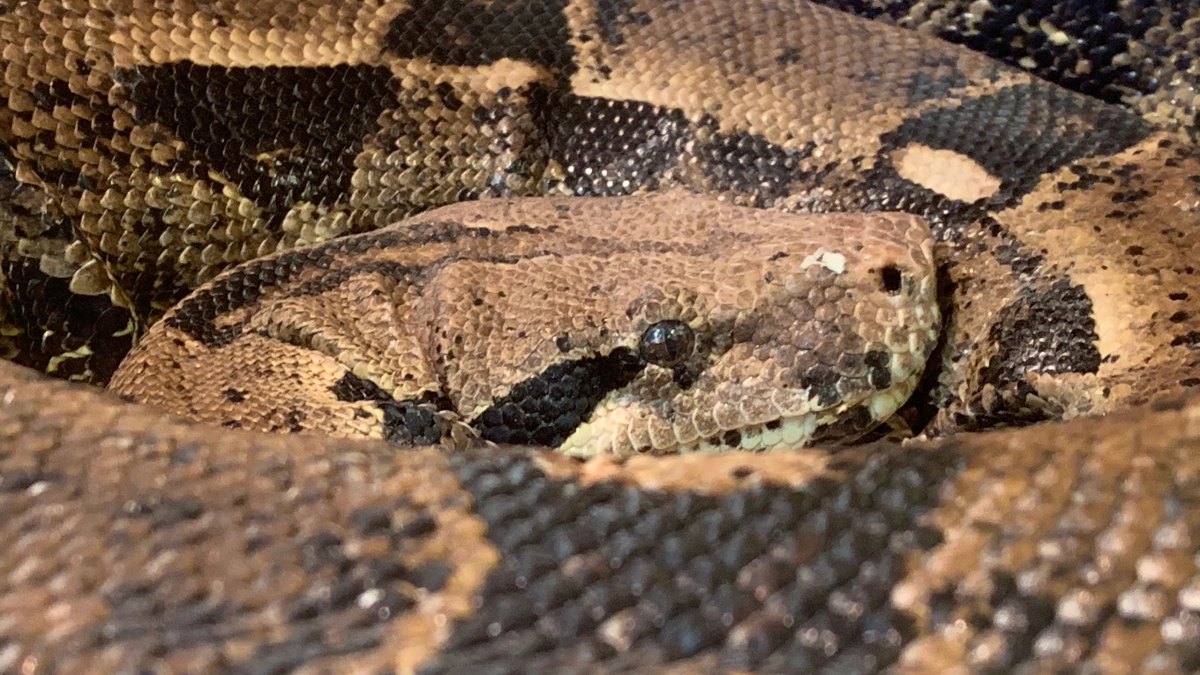 Талые воды спровоцировали досрочный выход змей из анабиоза в Московской области