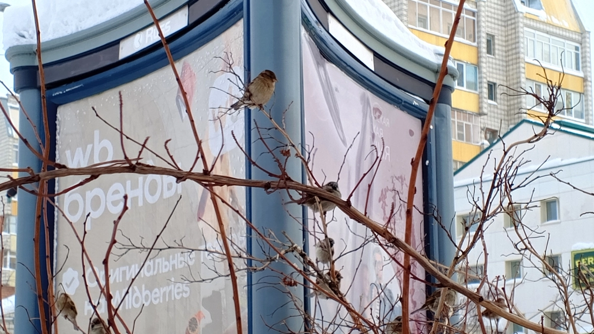 Южный циклон обеспечит аномально теплую и дождливую погоду в начале апреля в Московской области