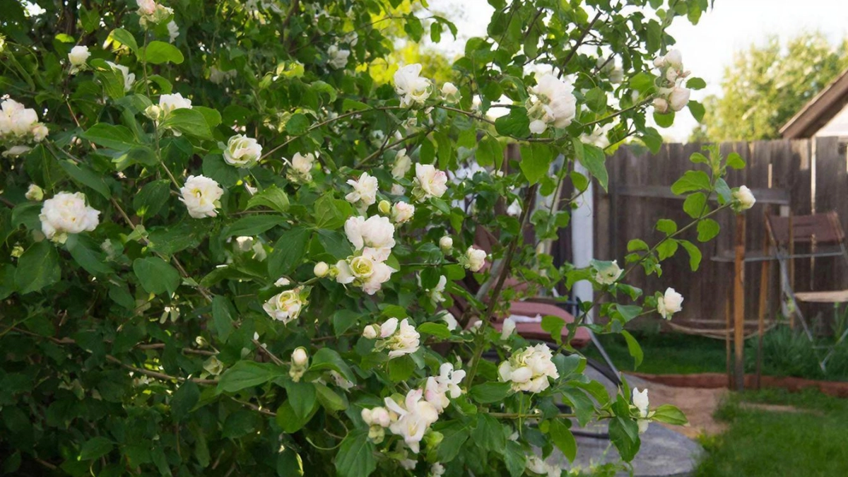 Цветёт непрерывно и выглядит как сахарная вата: кустарник, который цветёт дольше остальных