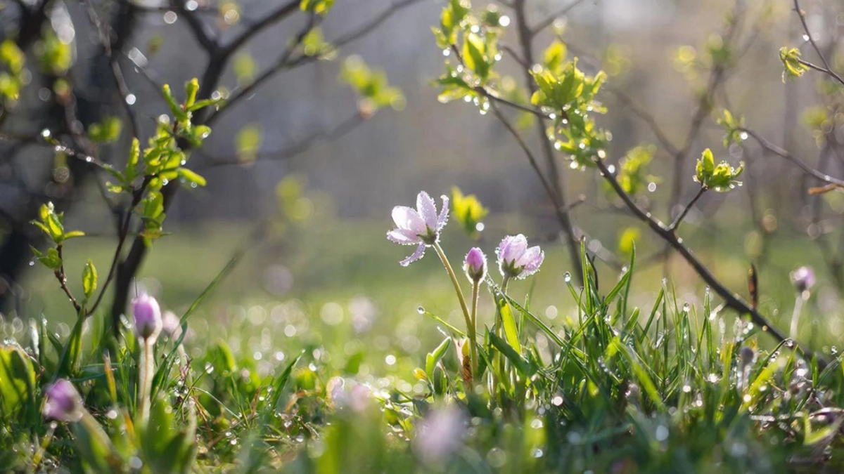 В каких регионах России ожидается аномально тёплая погода - весна наступит внезапно