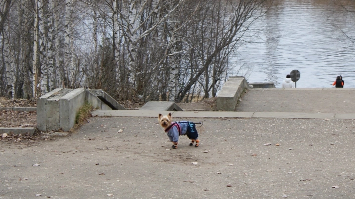 В Подмосковье стартовал сезон выездной вакцинации домашних животных
