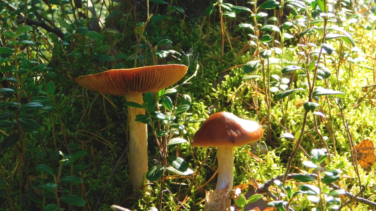 В Московской области ожидается раннее начало грибного сезона