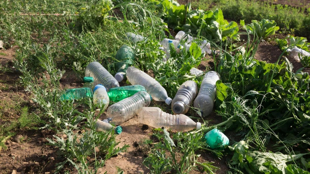 Постоянно собираю пластиковые бутылки одного объёма: вот для чего они нужны на огороде — запомните раз и навсегда