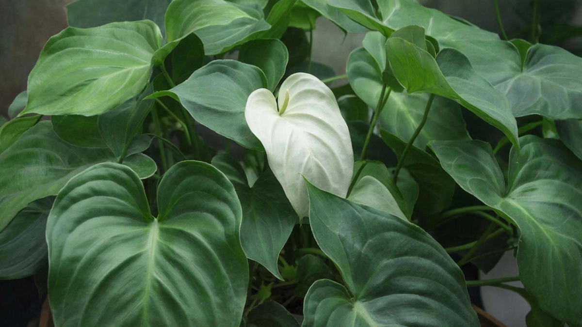 Добавьте 1 гр. на 1 литр — и спатифиллум утонет в облаке цветов: листья и бутоны будут лезть без остановки — мощная подкормка