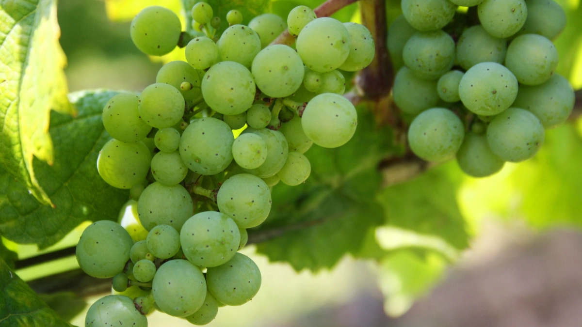 Это самая вредная и опасная для организма ягода: а мы едим ее как деликатес, еще и детей заставляем