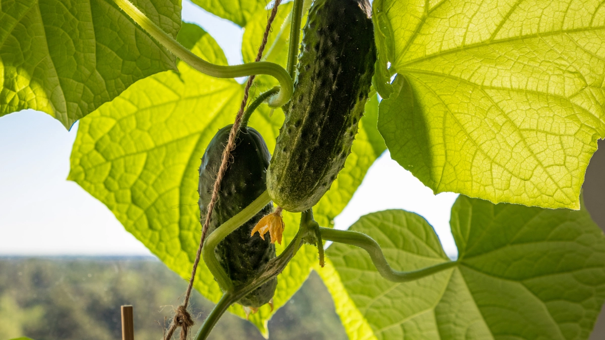 "Кормлю" огурцы содой, и уже второй сезон собираю по 13 кг плодов с каждого куста