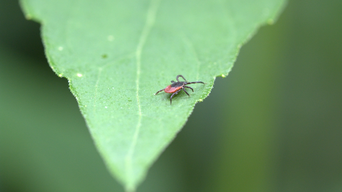 В это время дня клещи кусают как бешеные: названы часы, когда паразиты особенно активны