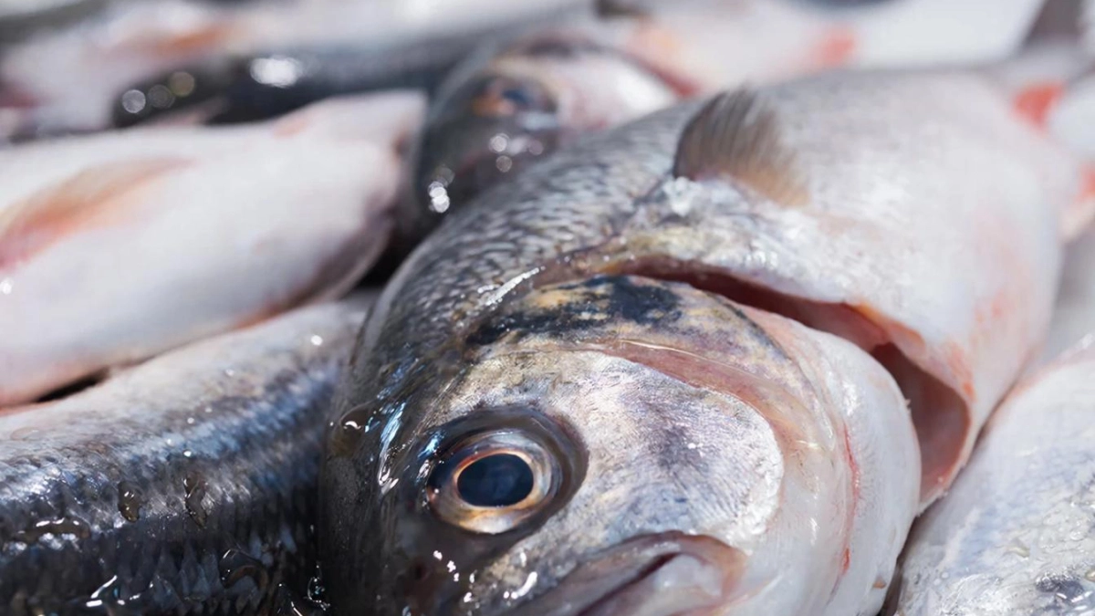 Какая рыба самая вредная на прилавках магазинов? Делюсь важным наблюдением