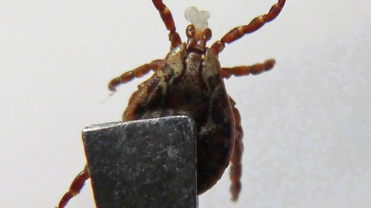 Клещи рядом, но вы их не видите: как выявить и устранить назойливую опасность — спокойный отдых на даче