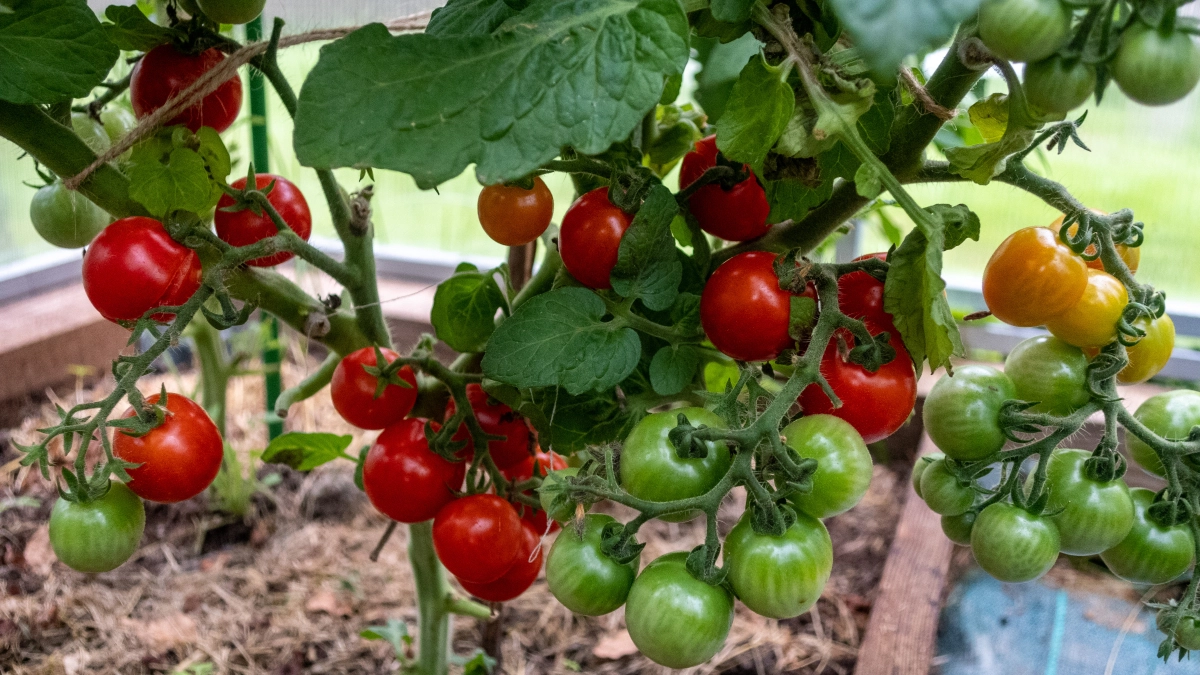 Седьмой год поливаю так томаты - 1 зубчик в воду, и фитофтора больше не проблема
