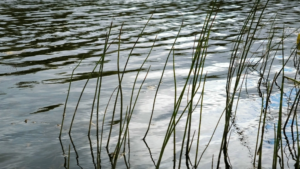В Московской области жителей перевозят через затопленный участок на КамАЗе