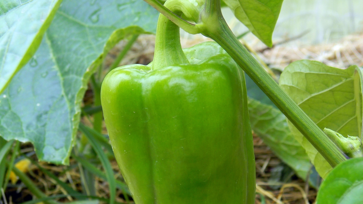 Сладкие перчики крепнут по часам от такой подкормки — 1 рецепт надолго насытит калием и фосфором