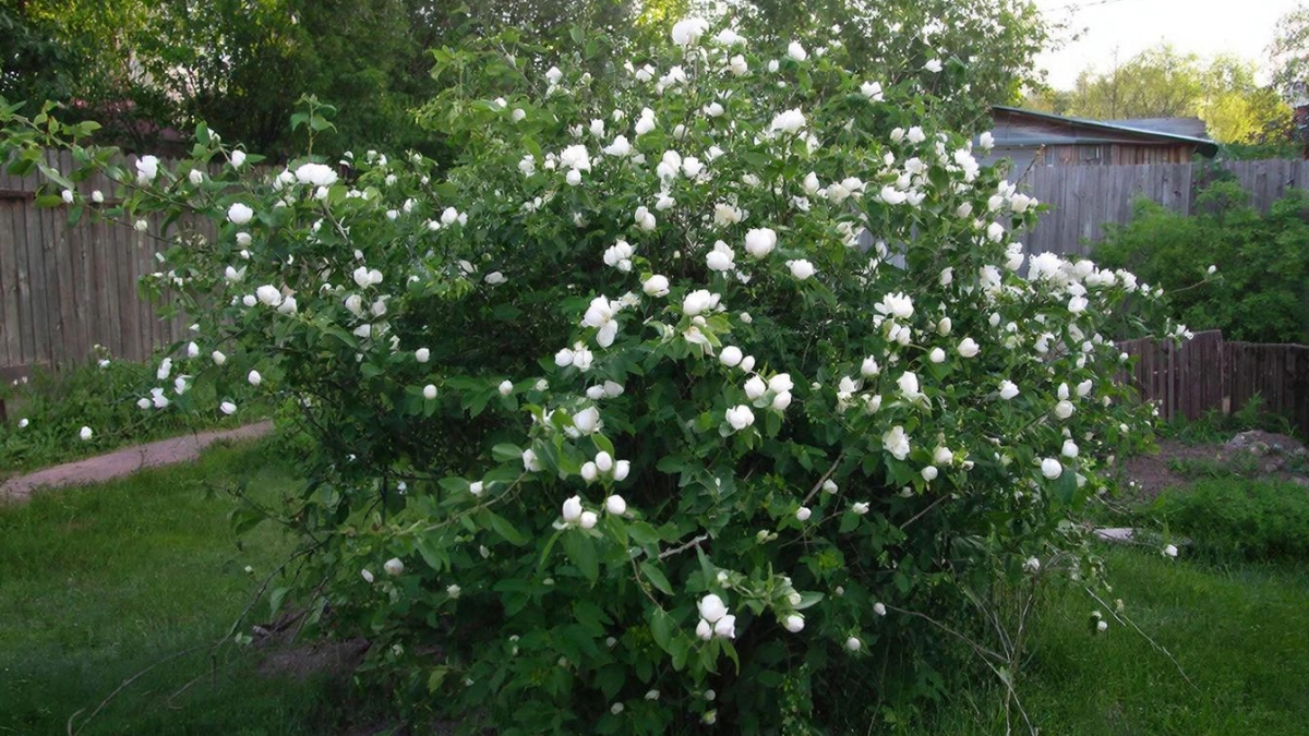 Цветёт непрерывно и выглядит как сахарная вата: кустарник, цветущий дольше всех
