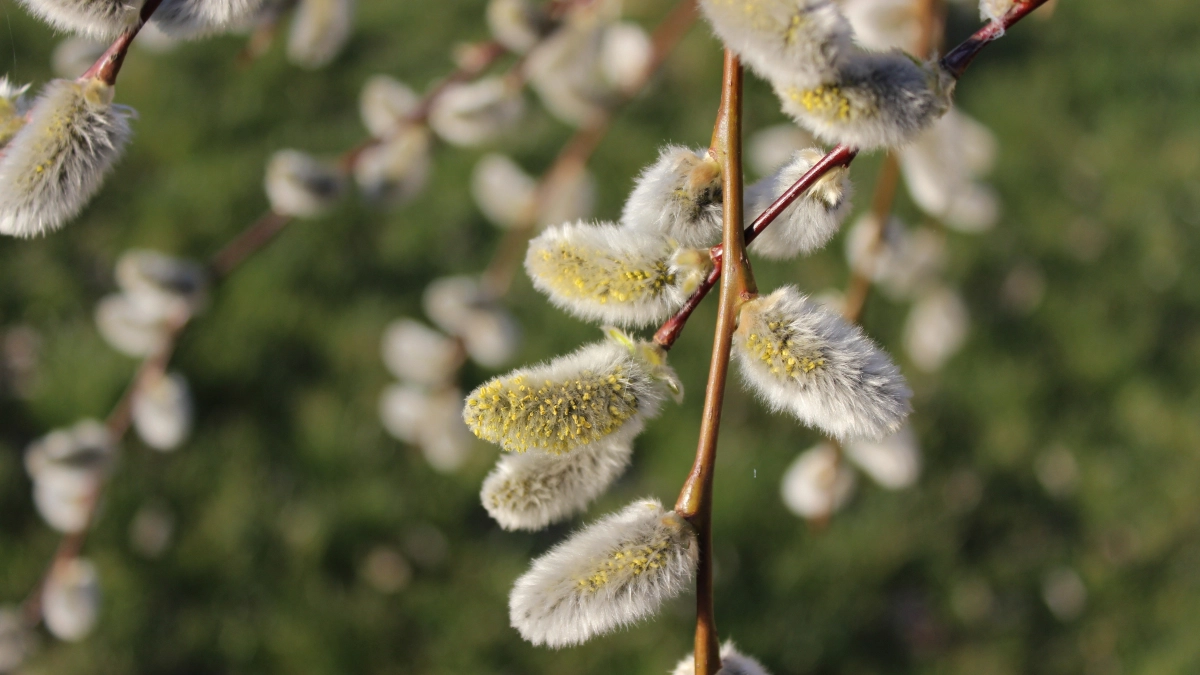 В каких регионах России ожидается аномально тёплая погода - весна нас удивит
