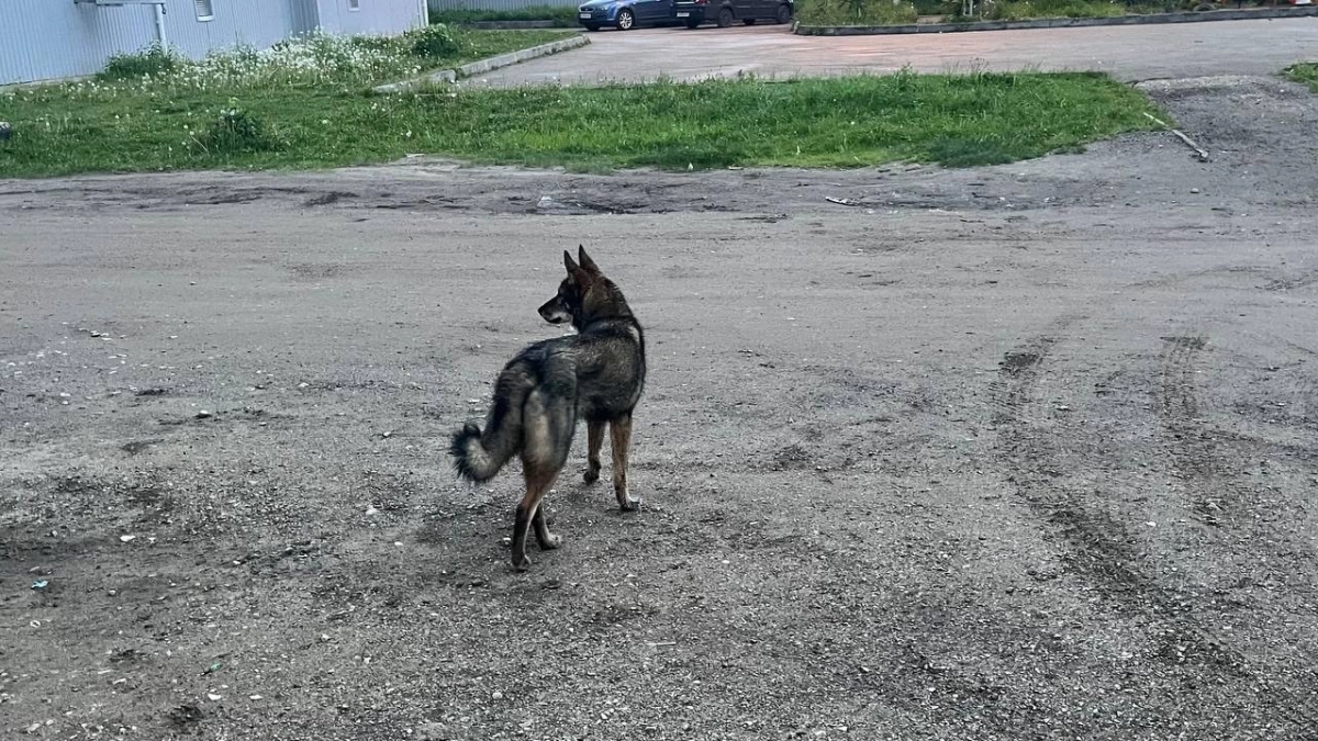 В Московской области задержали мужчину после избиения собаки