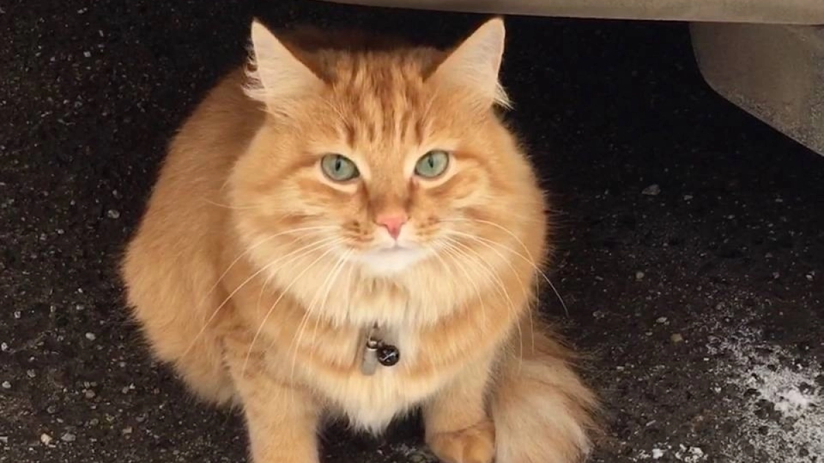 В Московской области домашние кошки заперли пенсионерку на балконе