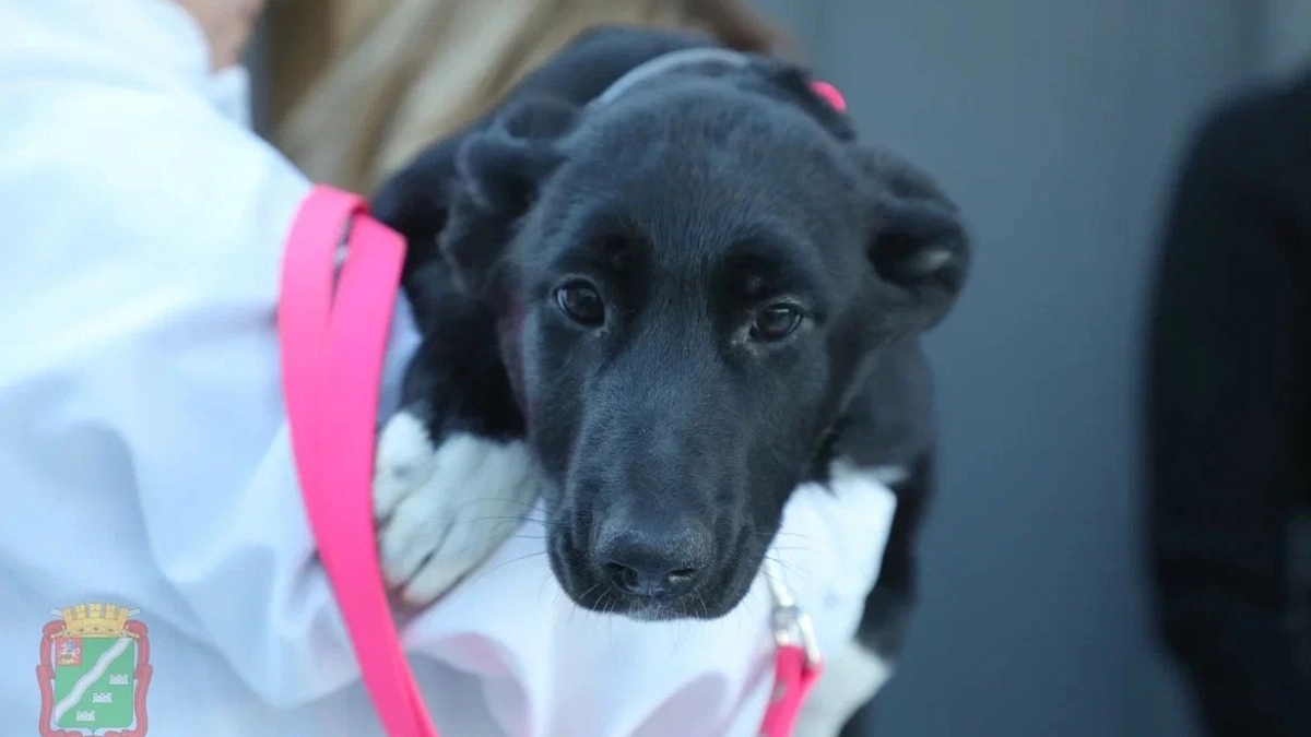 В Наро-Фоминске прошёл семейный праздник в поддержку бездомных животных