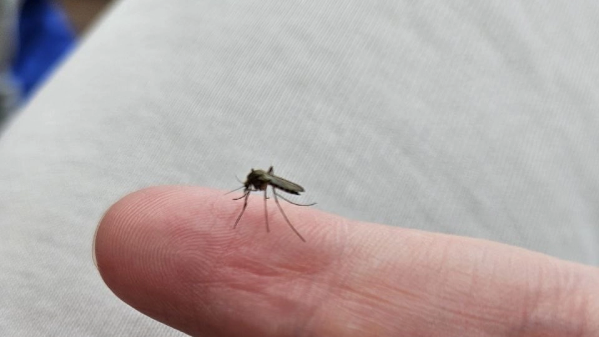 В Подмосковье комары начинают представлять угрозу для здоровья людей
