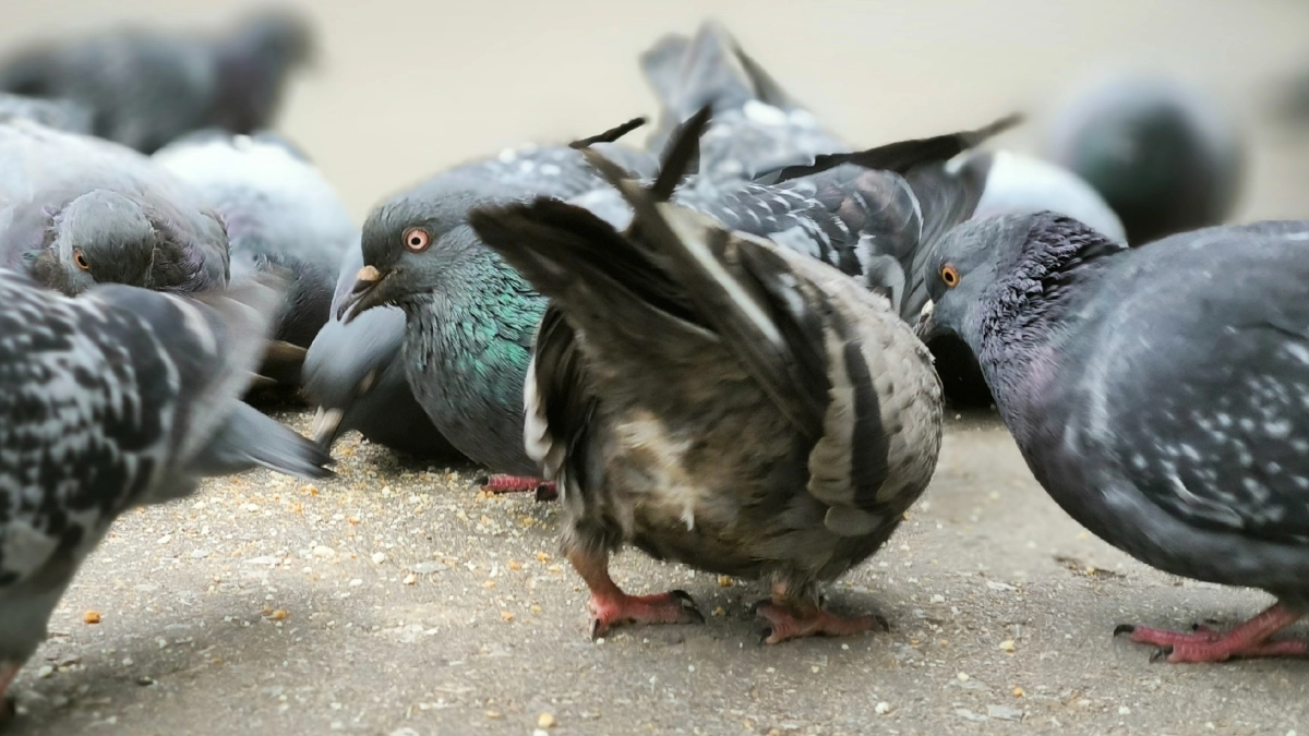 В Московскую область после зимы возвращаются краснокнижные голуби