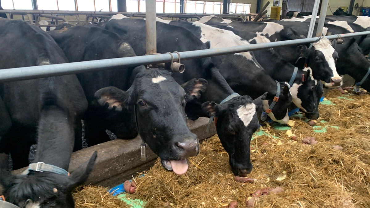 С начала года лаборатория Подмосковья провела почти 800 исследований кормов для животных