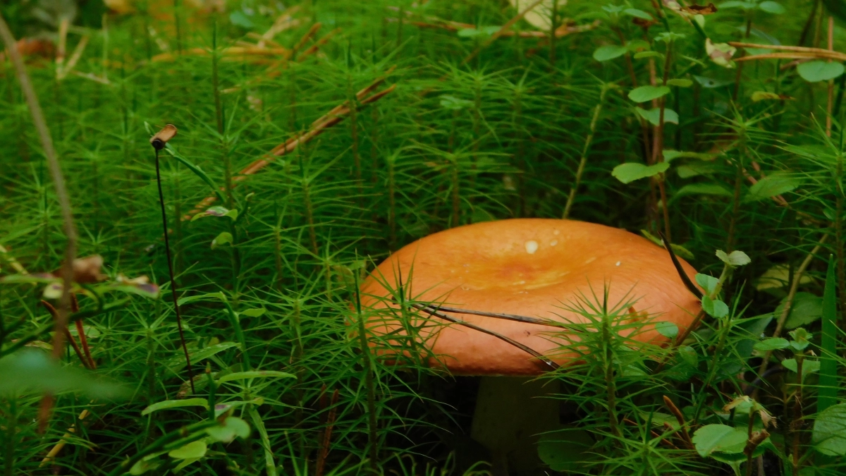 В лесах Подмосковья обнаружили первые грибы