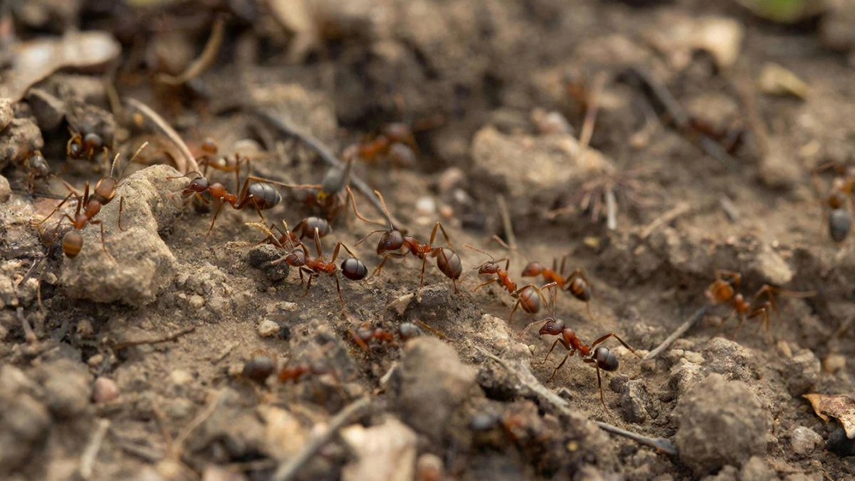 Одна ложка в лейку - и муравьи сбегут с участка: совет от ярославской дачницы