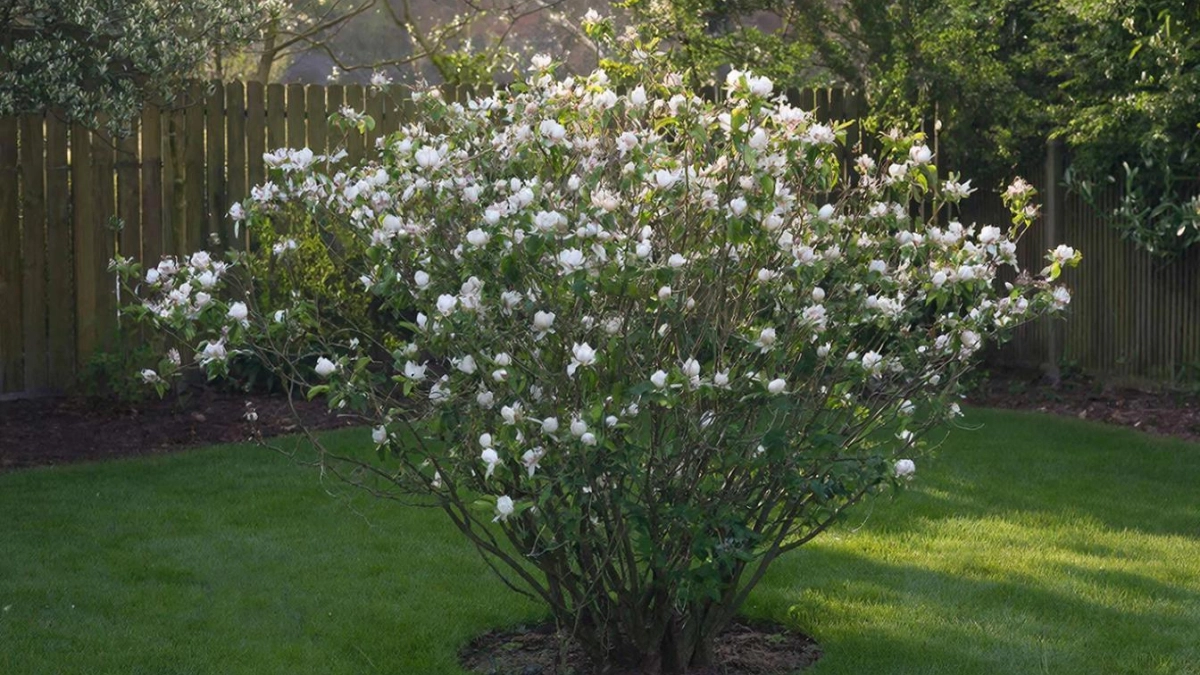 Цветёт непрерывно и выглядит как сахарная вата: кустарник, который цветёт дольше остальных