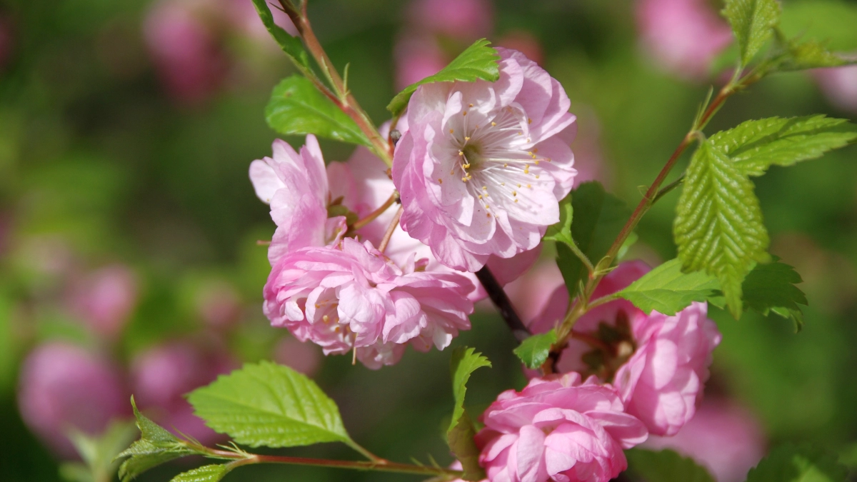 В каких регионах России ожидается аномально тёплая погода - весна ворвется молниеносно